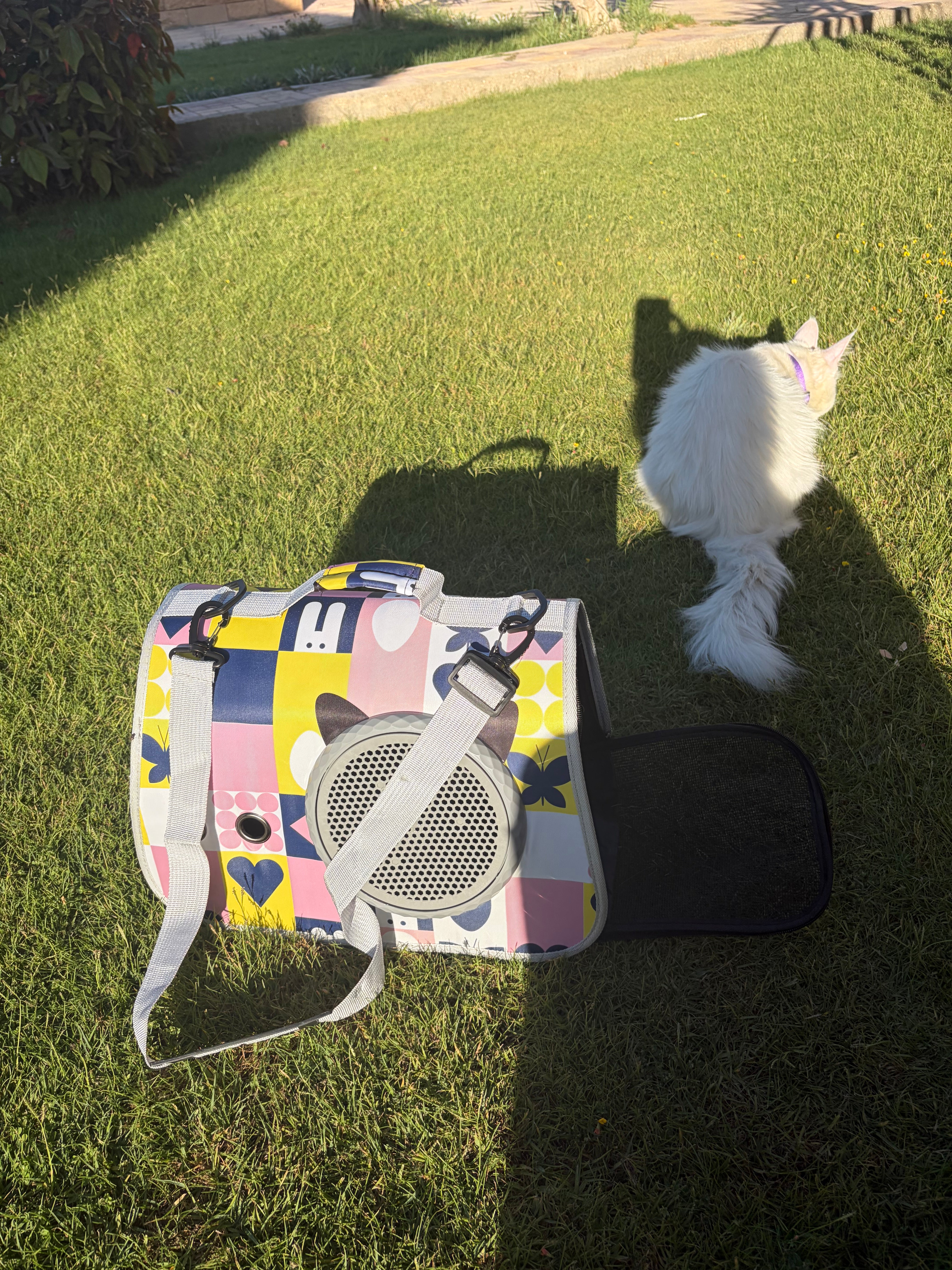 The solo cat bag