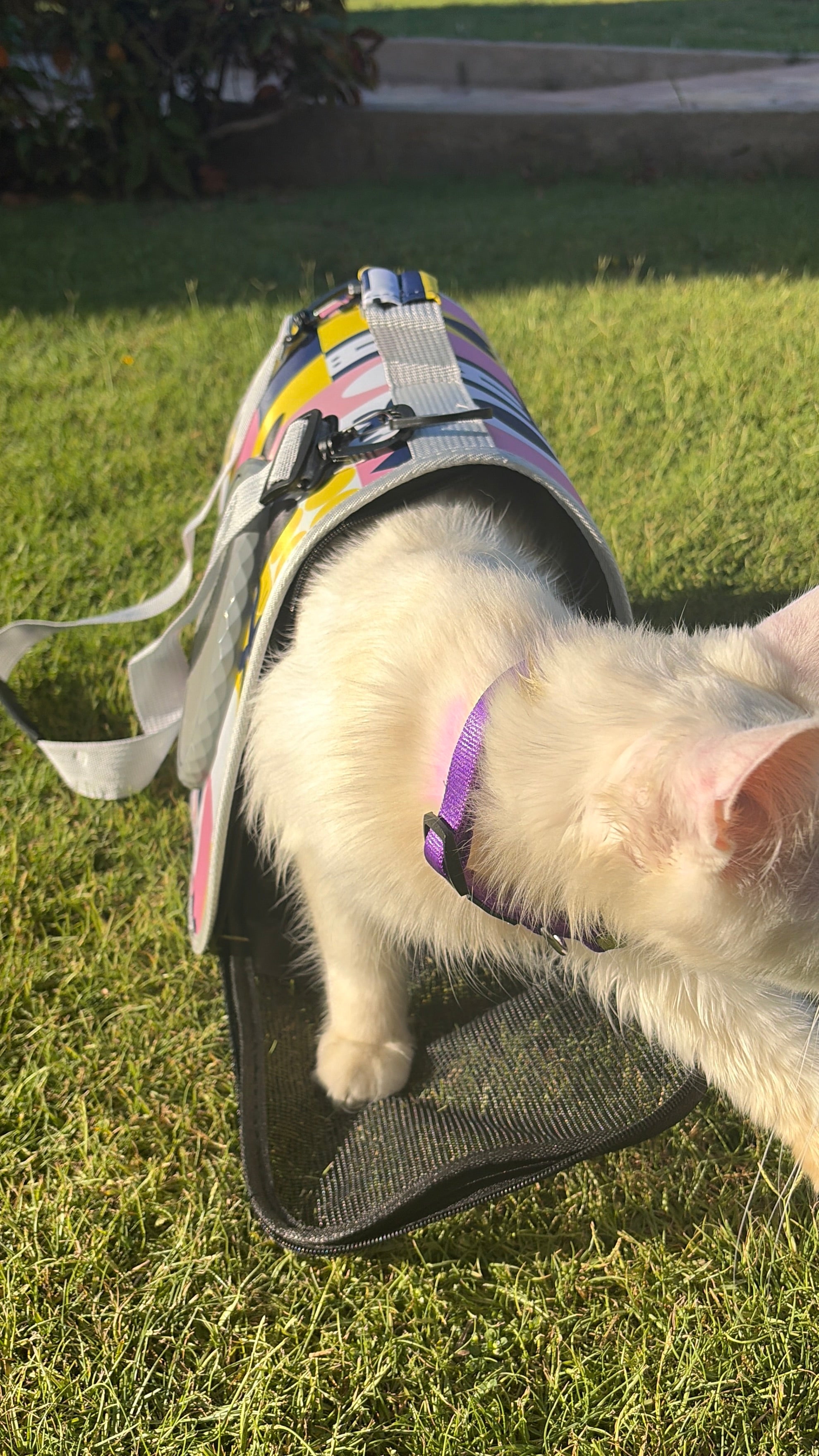 The solo cat bag