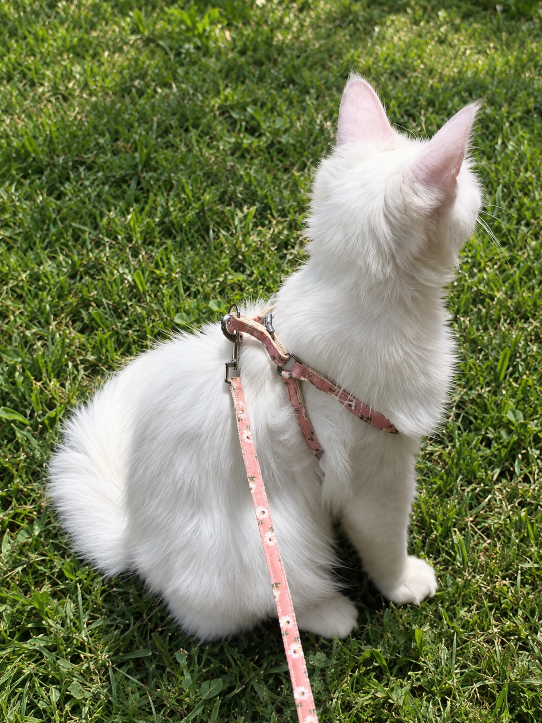 Pocket Leash