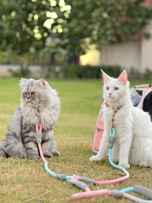 Double leash