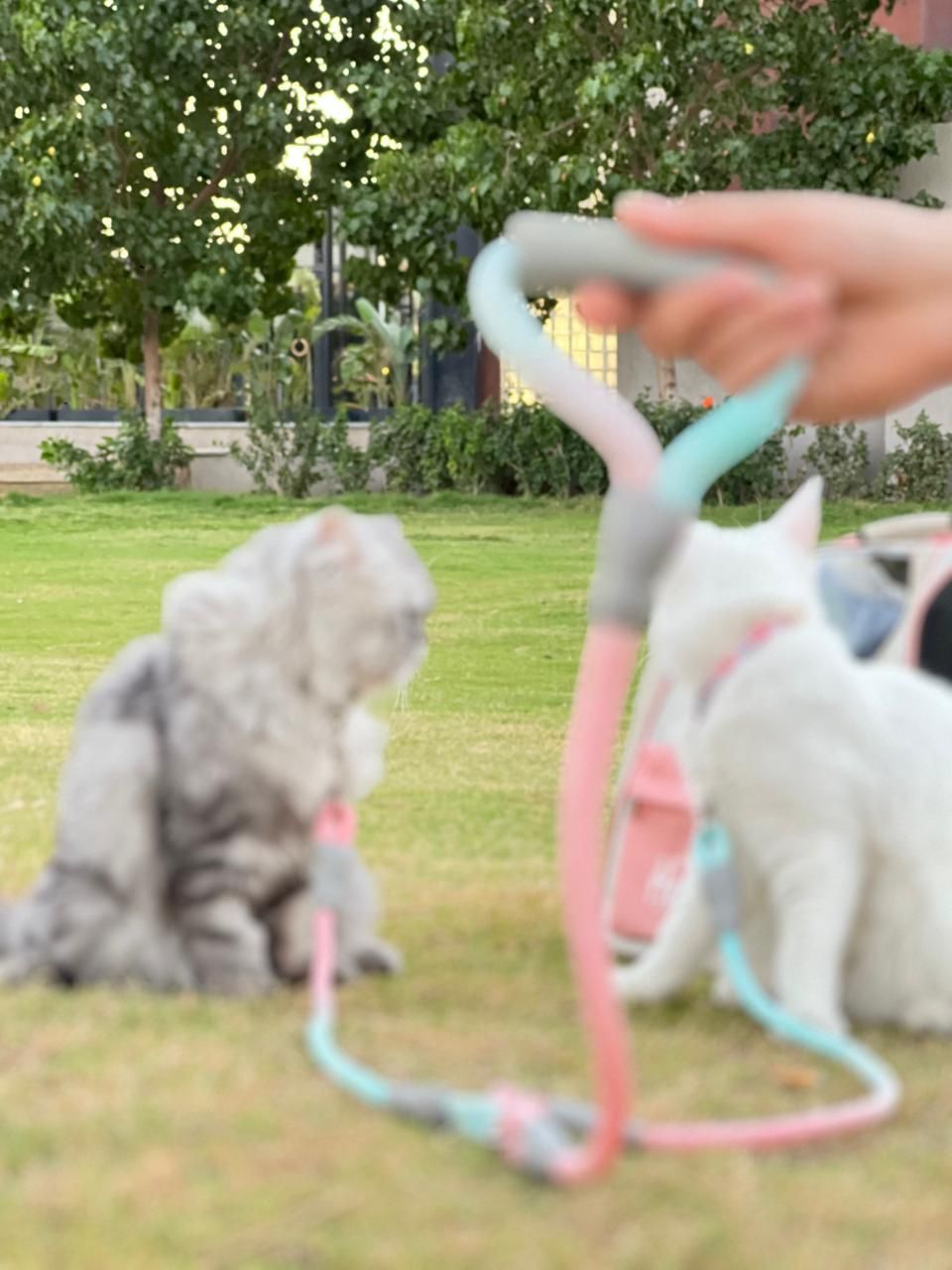 Double leash