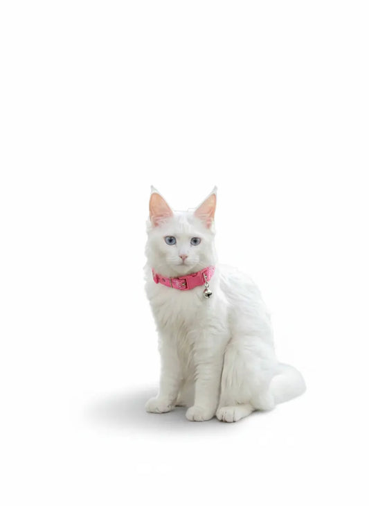 Bell cat collar