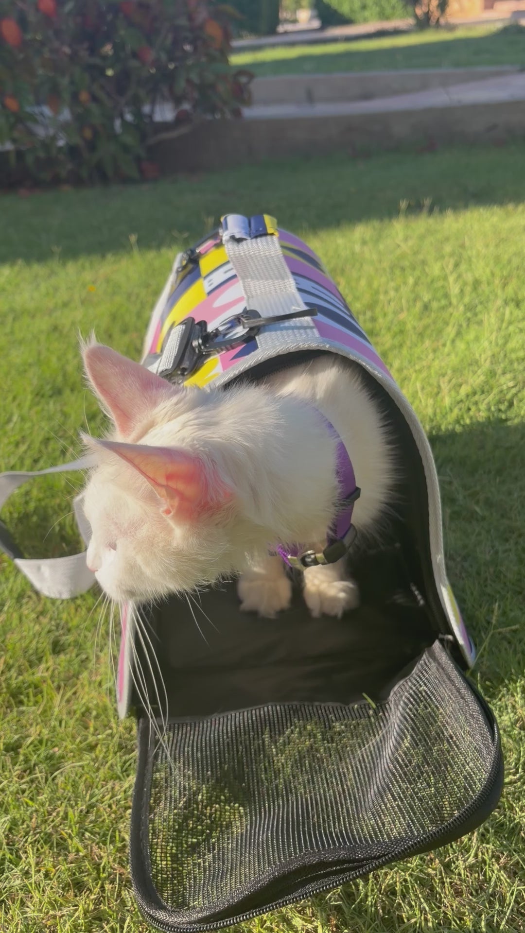The solo cat bag