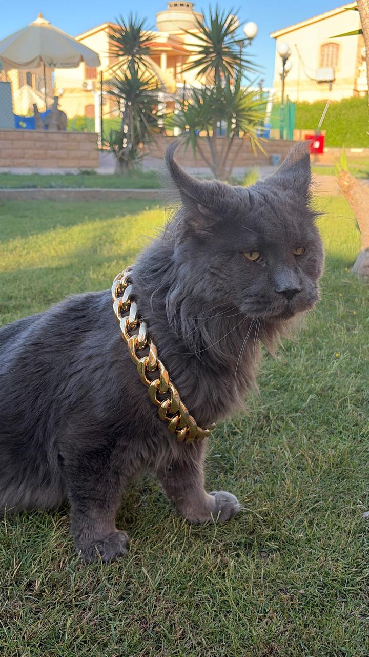 The Golden Chain