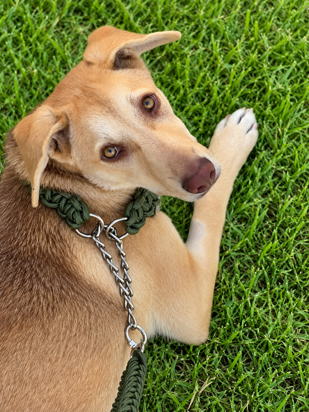 Chocker leash