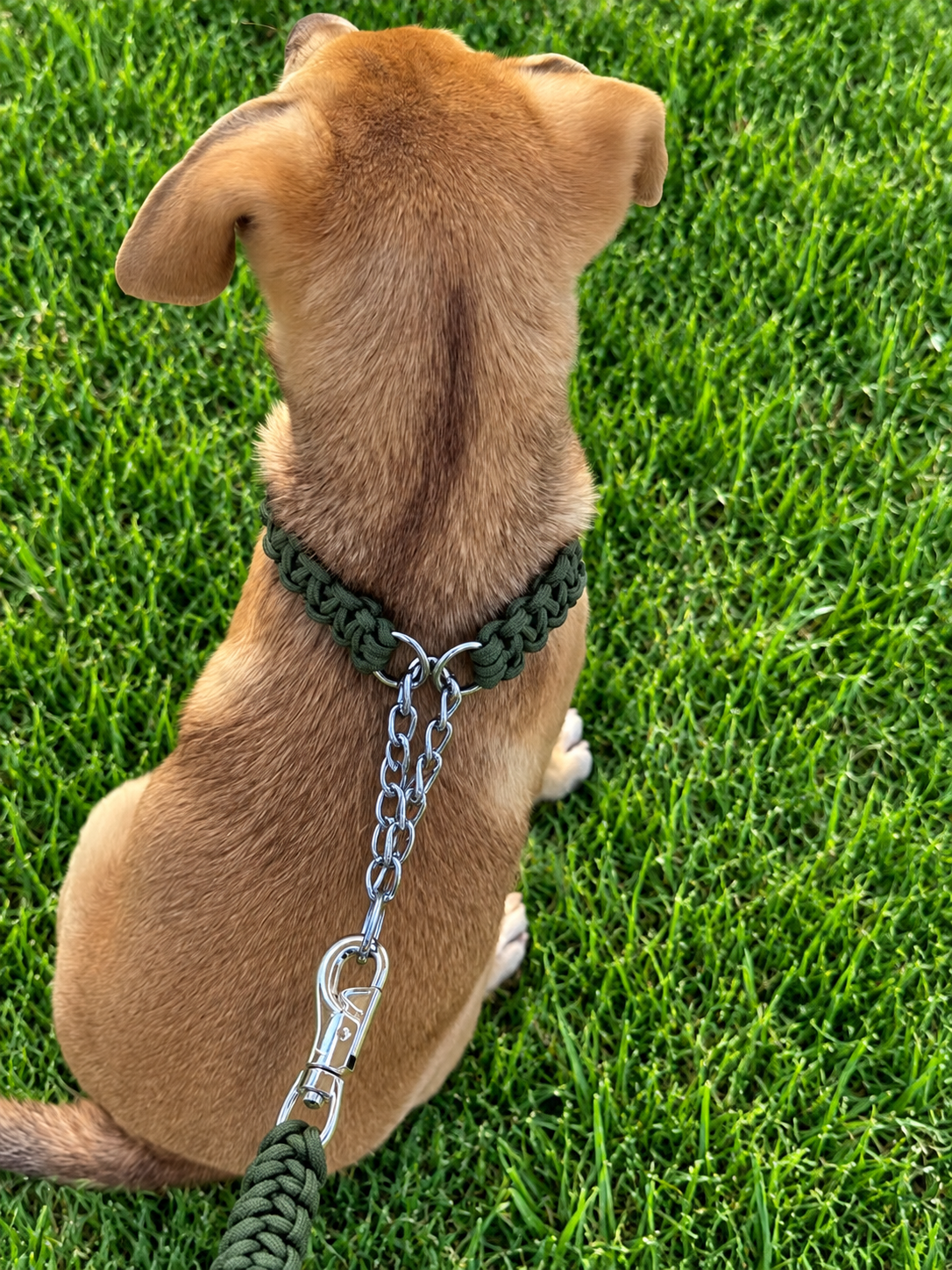 Chocker leash