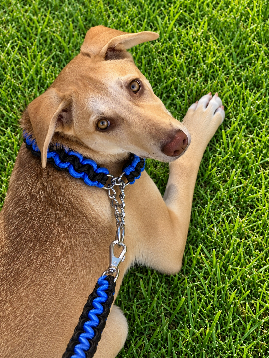 Chocker leash