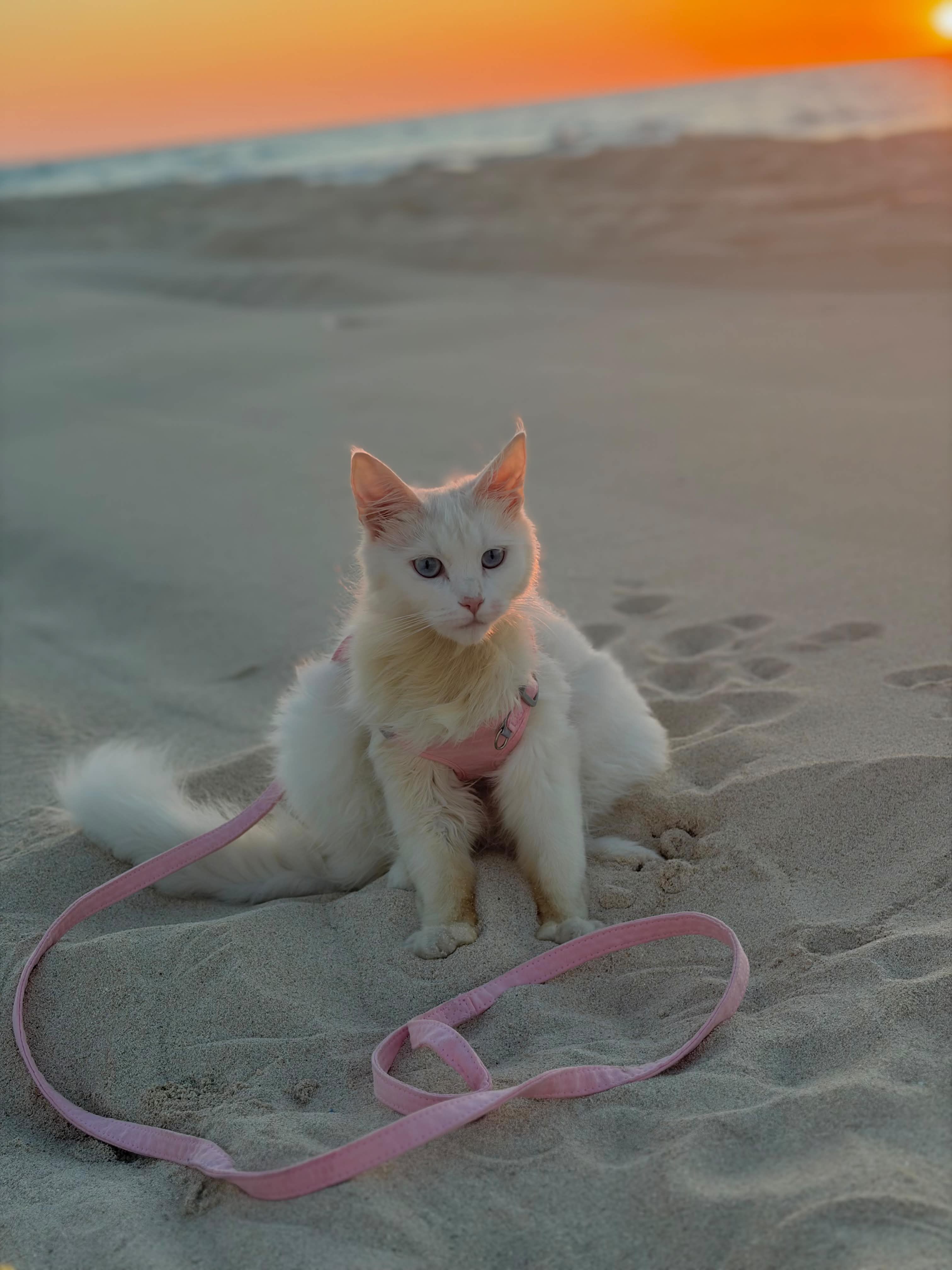 Reflective Vest Harness & Leash