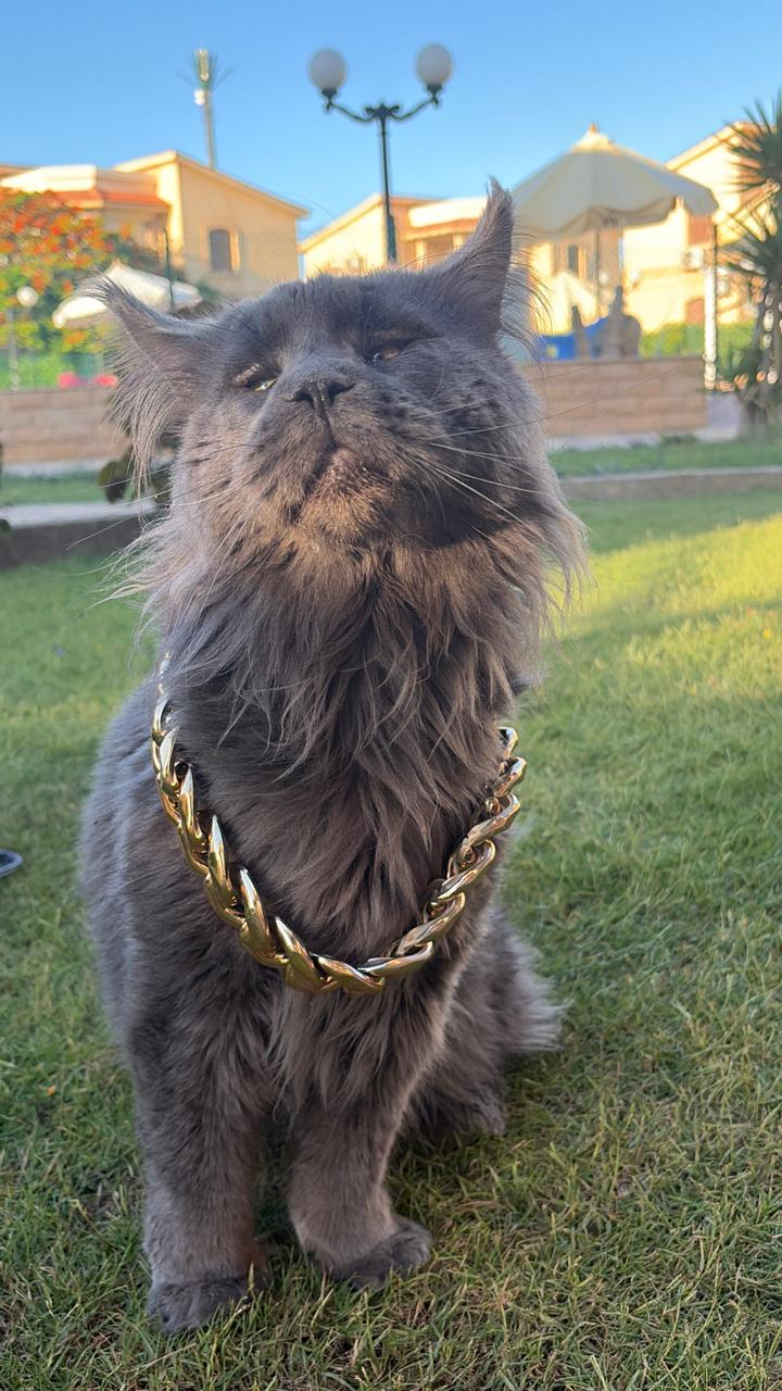 The Golden Chain