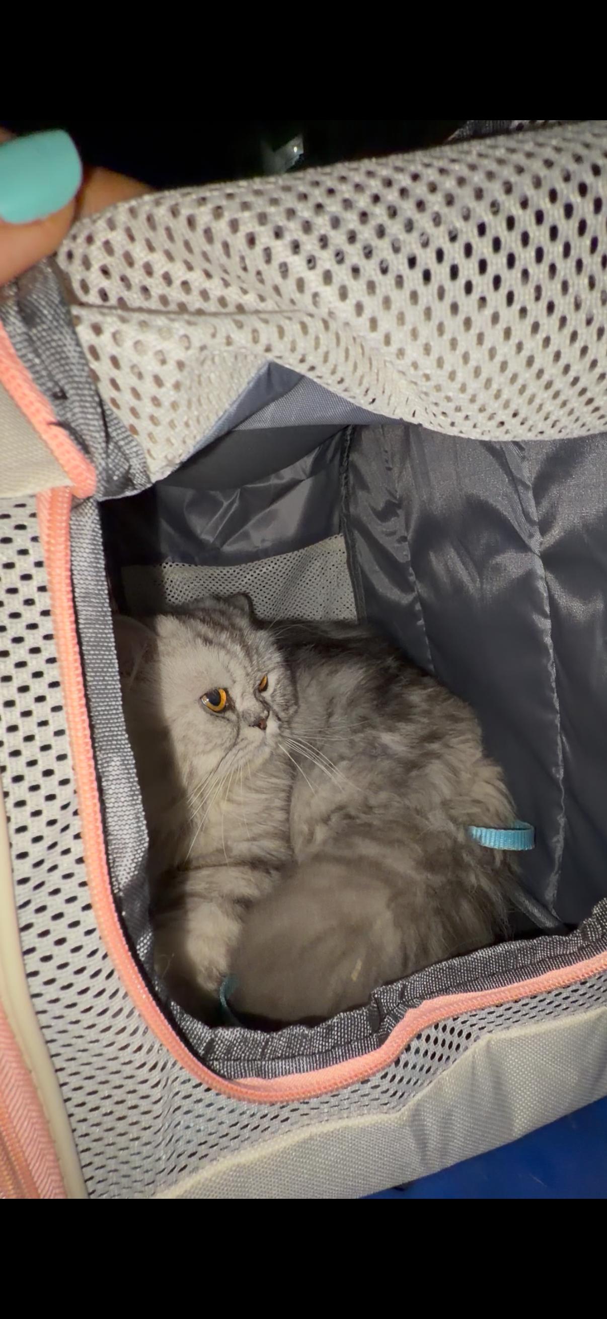 Cat Bag